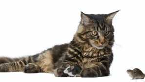 Kočky souhlasí, že chytí myši a dělají nic víc